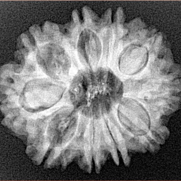 10 Mukhi Rudraksha 26.1mm 4.43gm - Xray