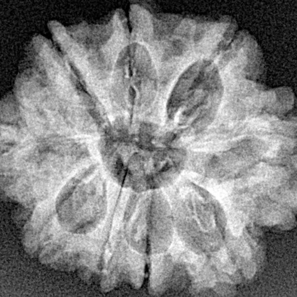 9 Mukhi Rudraksha 25.5mm 3.84gm - Xray