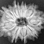 9 Mukhi Rudraksha 25.1mm 4gm - Xray