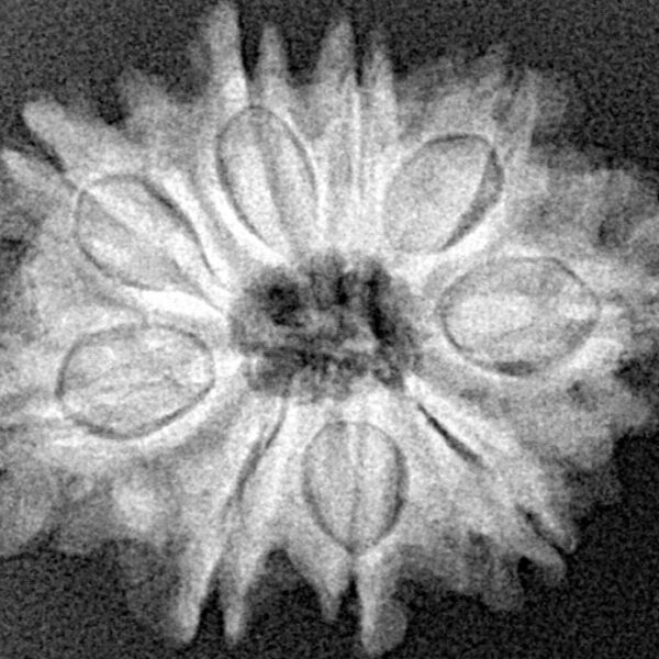 9 Mukhi Rudraksha 25.1mm 4gm - Xray