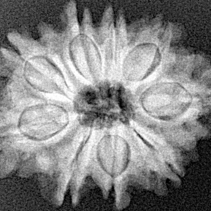 9 Mukhi Rudraksha 25.1mm 4gm - Xray