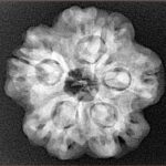 1 Mukhi - U/D 24.1mm 4.67gm - Xray