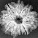 9 Mukhi Rudraksha 26.3mm 4.91gm - Xray