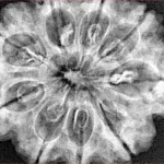 9 Mukhi Rudraksha 32.5mm 7.45gm - Xray