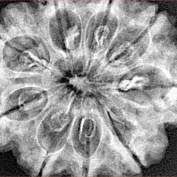 9 Mukhi Rudraksha 32.5mm 7.45gm - Xray