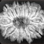 12 Mukhi Rudraksha 30.2mm 6.13gm - Xray
