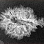 11 Mukhi Ganesh 27.2mm 2.77gm - Xray