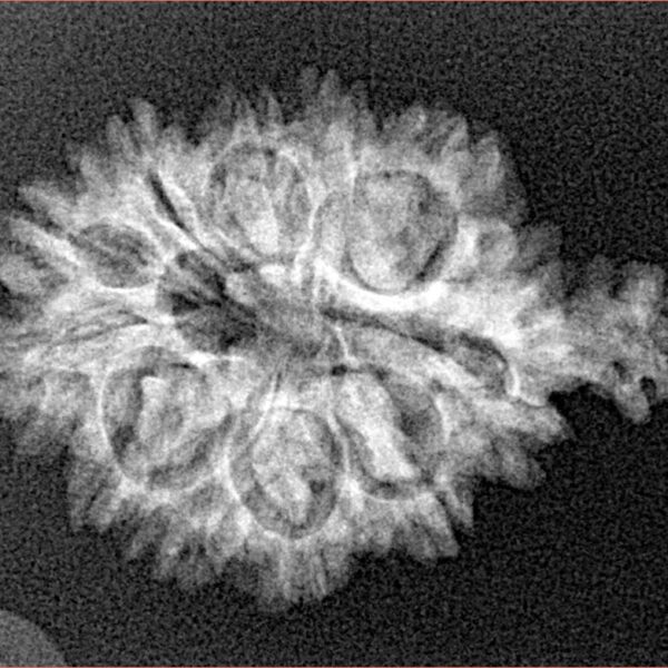 11 Mukhi Ganesh 27.2mm 2.77gm - Xray