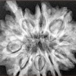 10 Mukhi Ganesh 31.2mm 7.37gm - Xray