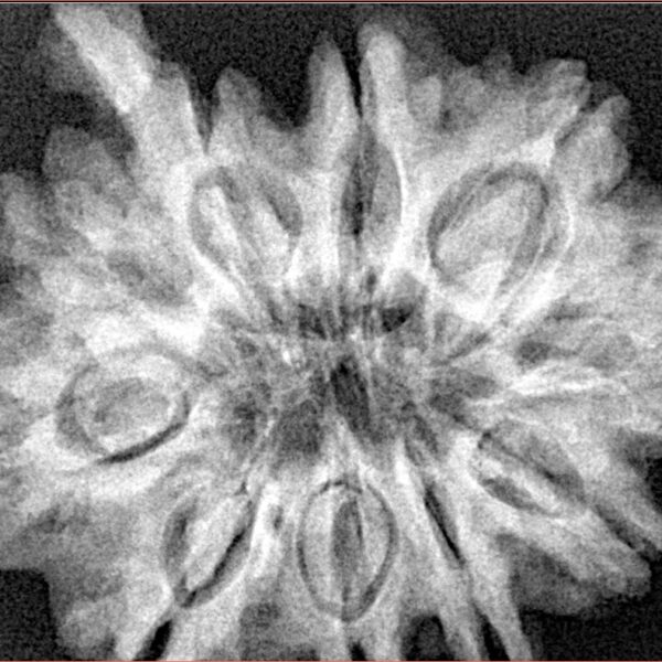 10 Mukhi Ganesh 31.2mm 7.37gm - Xray