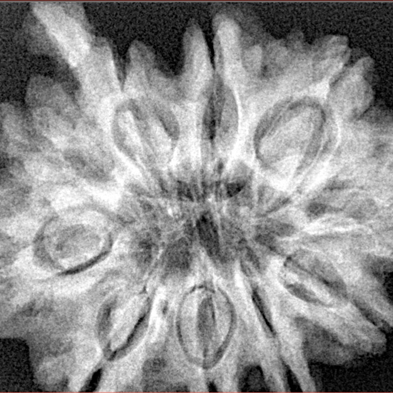 10 Mukhi Ganesh 31.2mm 7.37gm - Xray