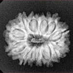 15 Mukhi Rudraksha 23mm 3.21gm - Xray