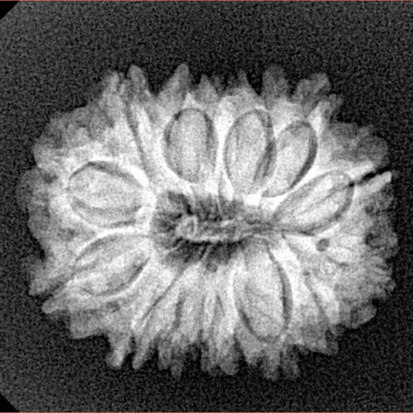 15 Mukhi Rudraksha 23mm 3.21gm - Xray