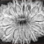 14 Mukhi Rudraksha 33.6mm 8.21gm - Xray