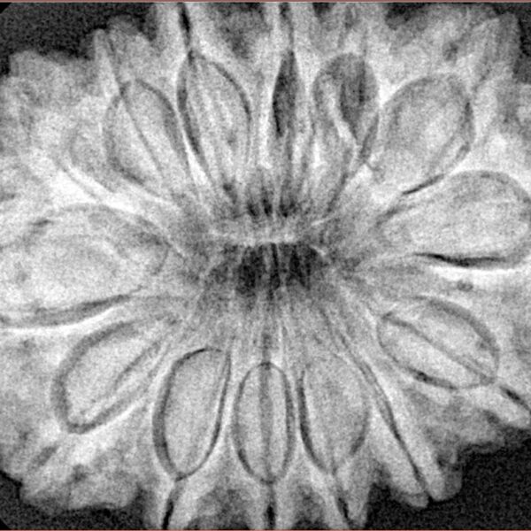 14 Mukhi Rudraksha 33.6mm 8.21gm - Xray