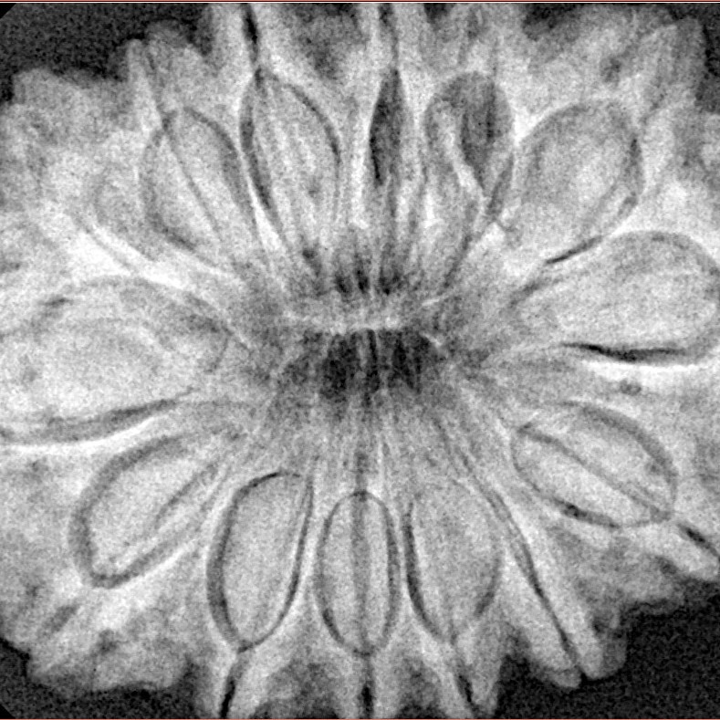 14 Mukhi Rudraksha 33.6mm 8.21gm - Xray