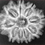 9 Mukhi Rudraksha 27.4mm 4.82gm - Xray