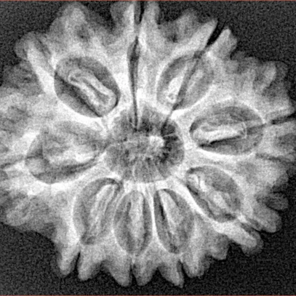 9 Mukhi Rudraksha 27.4mm 4.82gm - Xray