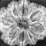 9 Mukhi Rudraksha 31.6mm 6.56gm - Xray