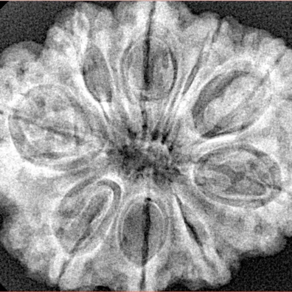 9 Mukhi Rudraksha 31.6mm 6.56gm - Xray