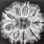 9 Mukhi Rudraksha 27.2mm 5gm - Xray