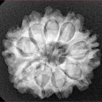 9 Mukhi Rudraksha 24.1mm 4.29gm - Xray