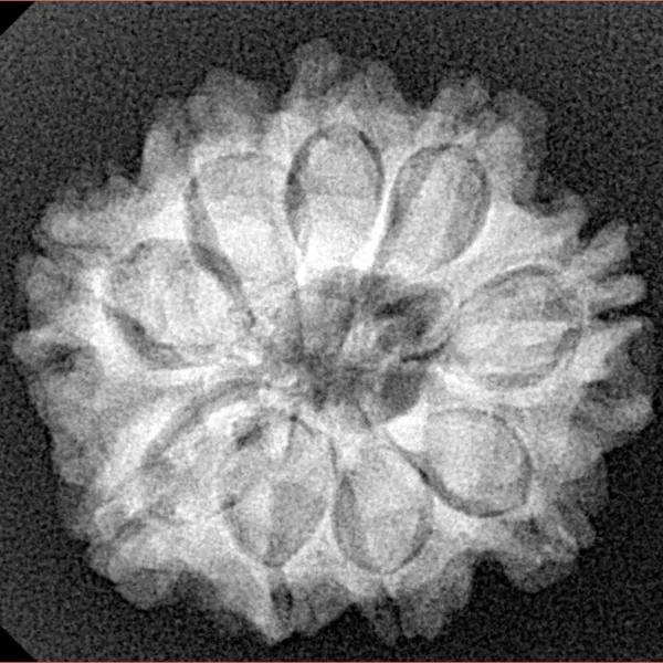 9 Mukhi Rudraksha 24.1mm 4.29gm - Xray