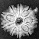 9 Mukhi Ganesh 21.8mm 3.64gm - Xray