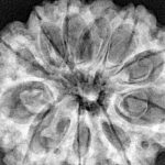 11 Mukhi Rudraksha 33.8mm 7.88gm - Xray