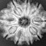 9 Mukhi Rudraksha 25.5mm 4.31gm - Xray