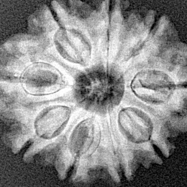 9 Mukhi Rudraksha 25.5mm 4.31gm - Xray