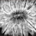 11 Mukhi Rudraksha 38.3mm 10gm - Xray