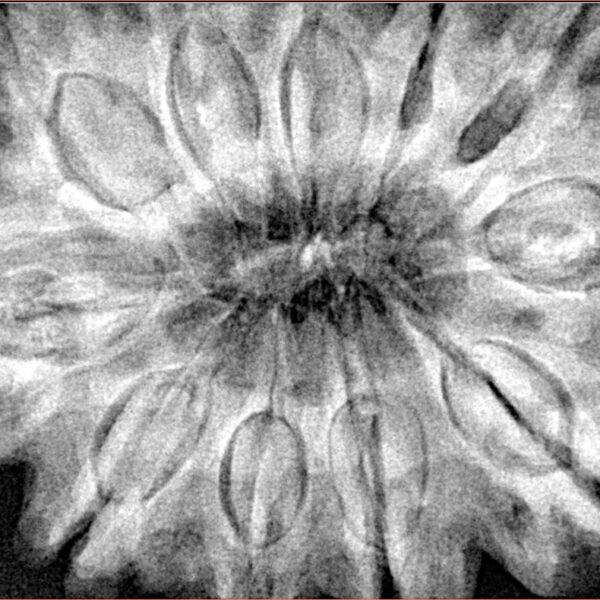 11 Mukhi Rudraksha 38.3mm 10gm - Xray