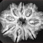 9 Mukhi Rudraksha 27.7mm 4.72gm - Xray