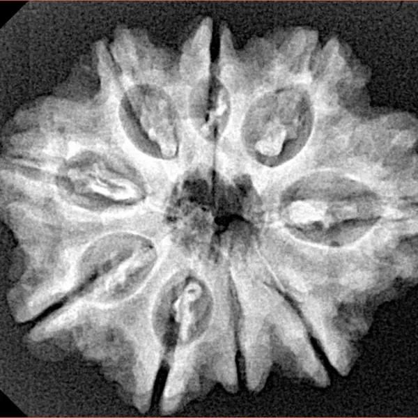 9 Mukhi Rudraksha 27.7mm 4.72gm - Xray