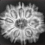 9 Mukhi Rudraksha 26.6mm 4.49gm - Xray