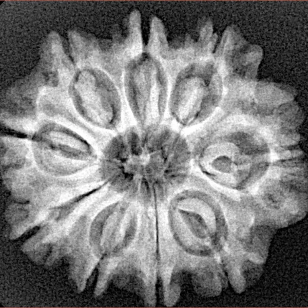 9 Mukhi Rudraksha 26.6mm 4.49gm - Xray