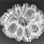 9 Mukhi Rudraksha 25.1mm 3.32gm - Xray
