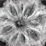 9 Mukhi Rudraksha 34.9mm 9.42gm - Xray