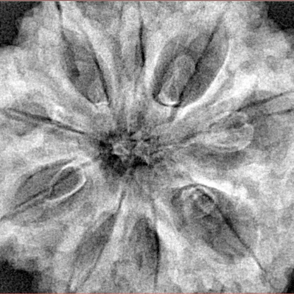 9 Mukhi Rudraksha 34.9mm 9.42gm - Xray