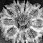 10 Mukhi Rudraksha 28.1mm 4gm - Xray