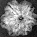 1MK(Underdeveloped) 23.4mm 3.9gm - Xray