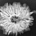 10 Mukhi Ganesh 23.9mm 3.84gm - Xray