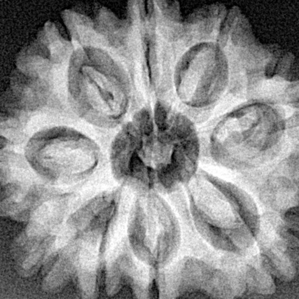 9 Mukhi Rudraksha 27.9mm 4.9gm - Xray