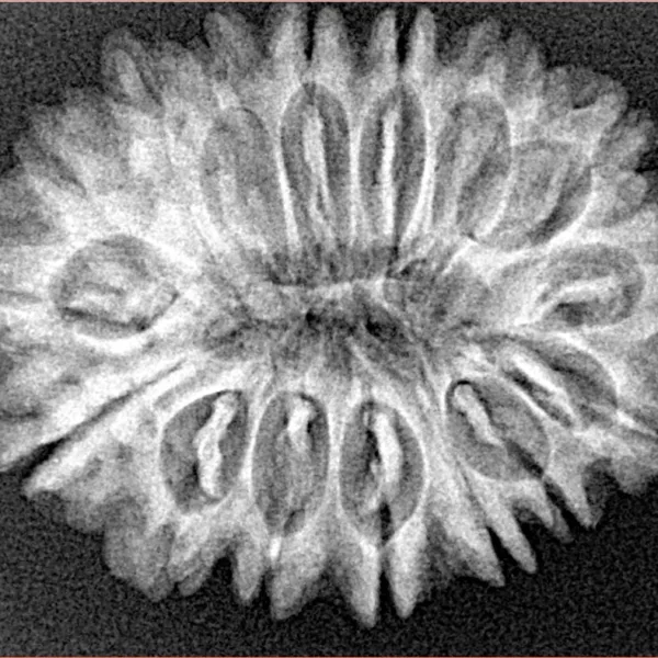 16 Mukhi Rudraksha 29mm 4.41gm - Xray