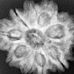 9 Mukhi Rudraksha 25.5mm 5.33gm - Xray