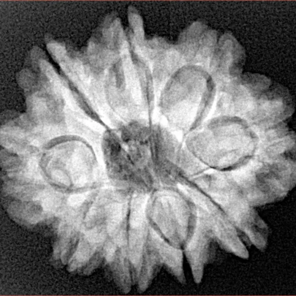 9 Mukhi Rudraksha 26.3mm 5.12gm - Xray