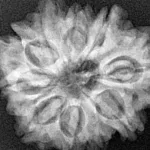 10 Mukhi Ganesh 26.4mm 4.74gm - Xray