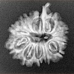 11 Mukhi Ganesh 22.4mm 2.49gm - Xray