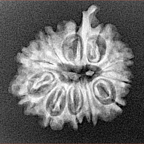 11 Mukhi Ganesh 22.4mm 2.49gm - Xray